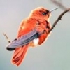 redhummingbird